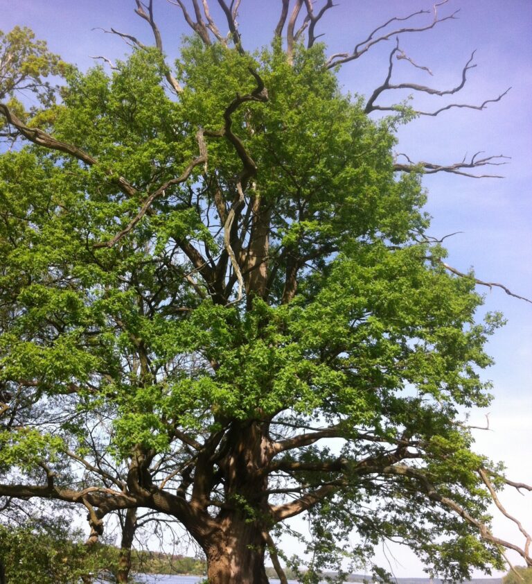 Laubbaum