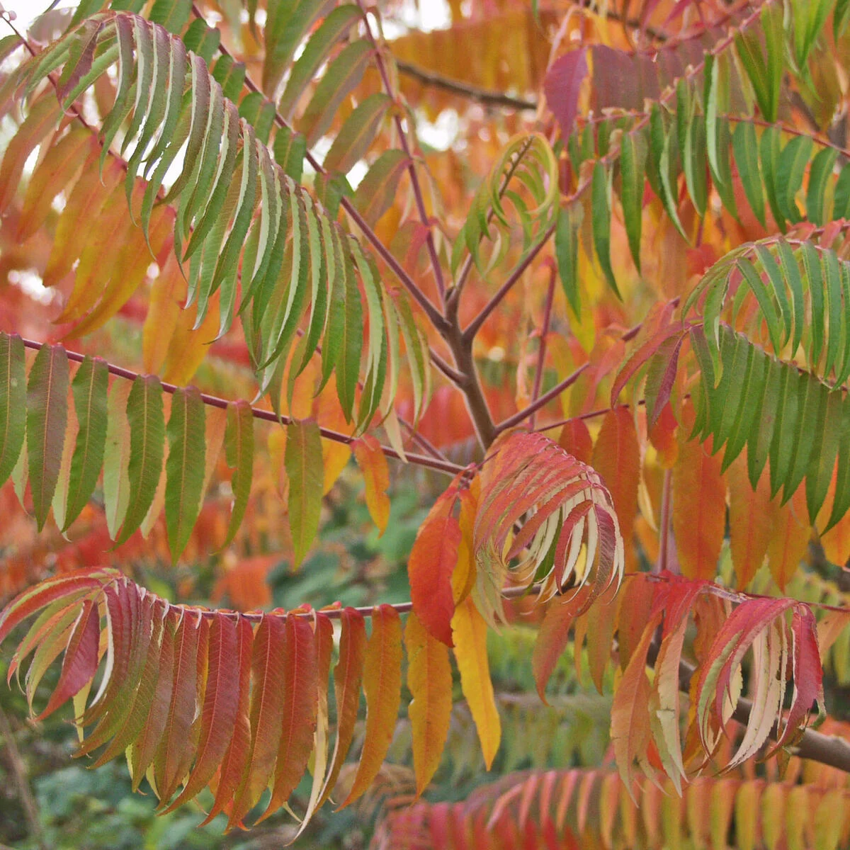 Essigbaum